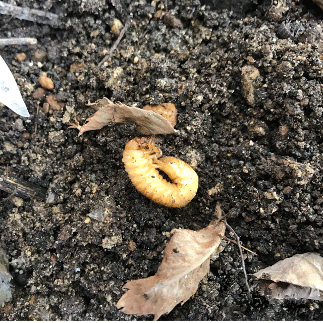 バラ栽培で注意したい虫（１）コガネムシの幼虫 | ローズノート