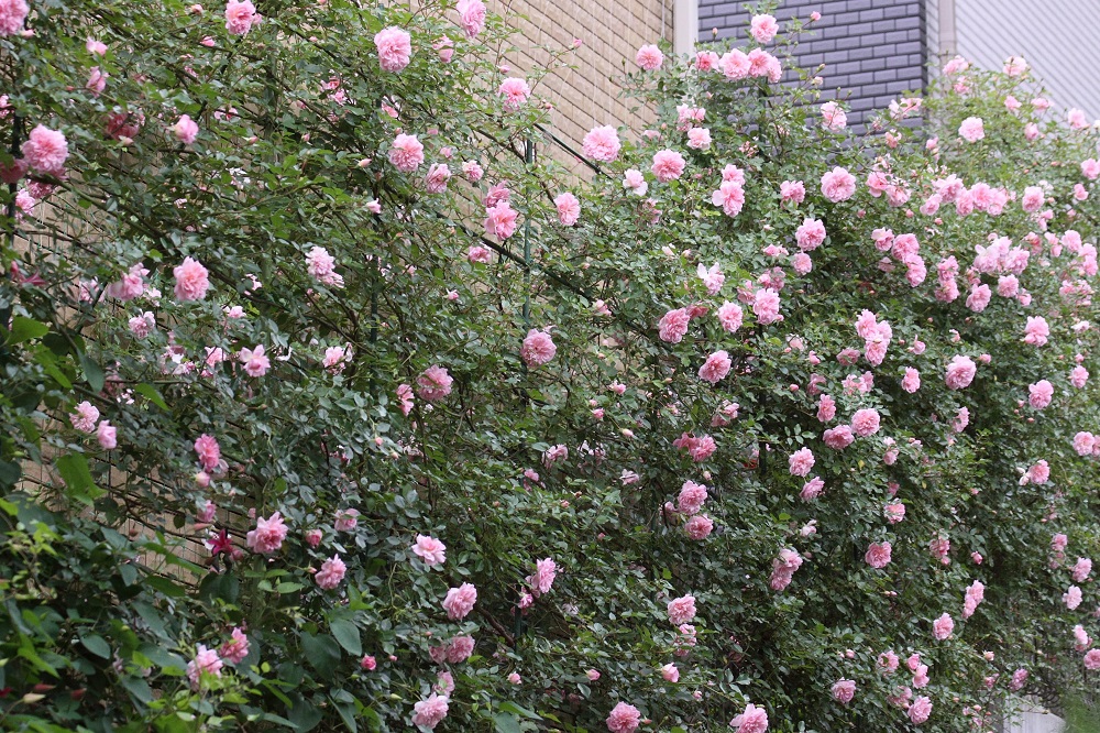 つるバラ フランソワジュランビルを美しく魅せる仕立て方 | ローズノート