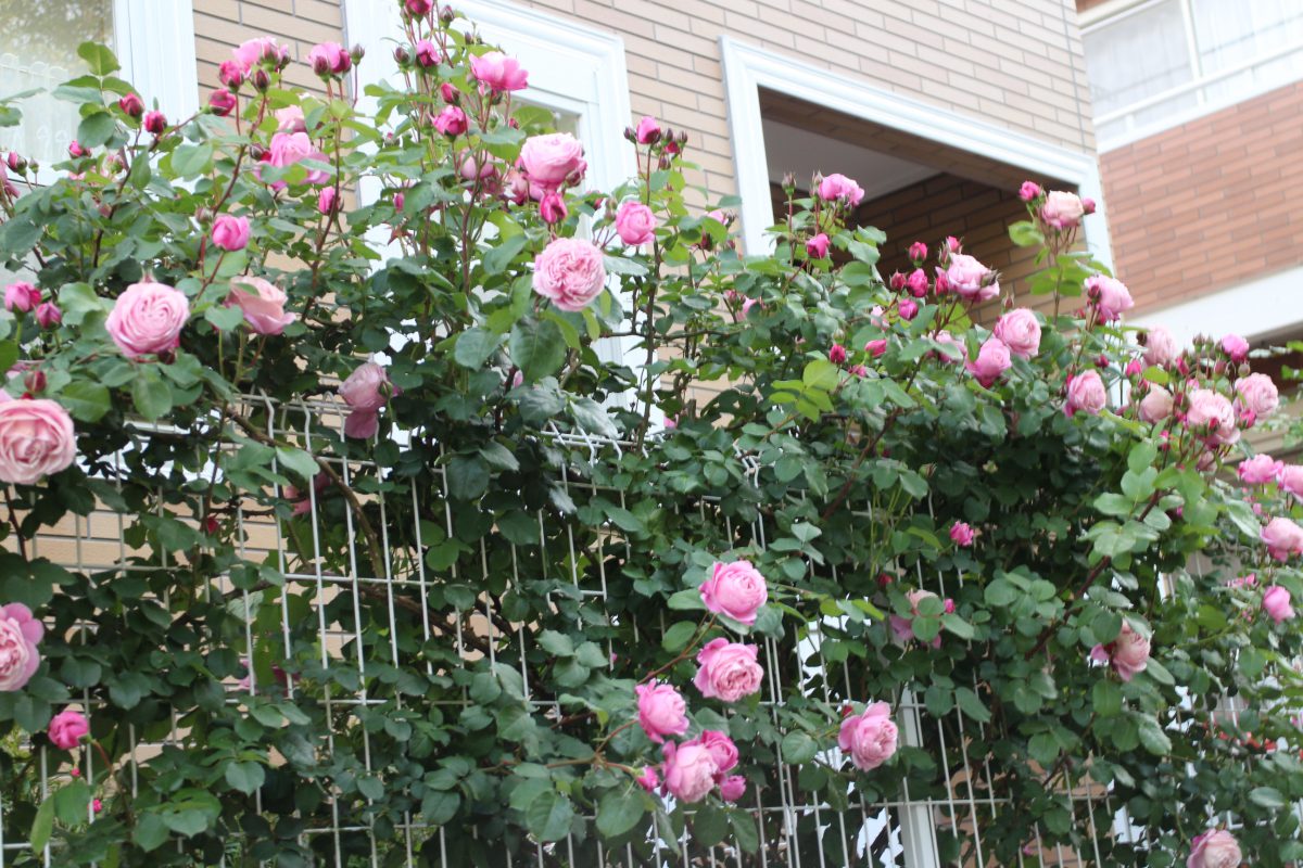 フェンスを覆うおすすめのつるバラ達 ローズノート