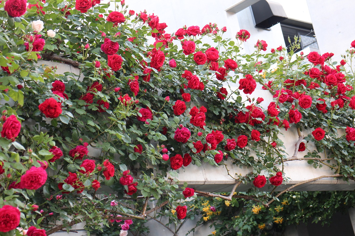 お庭の主役に扱いやすい赤のつるバラ３選 ローズノート