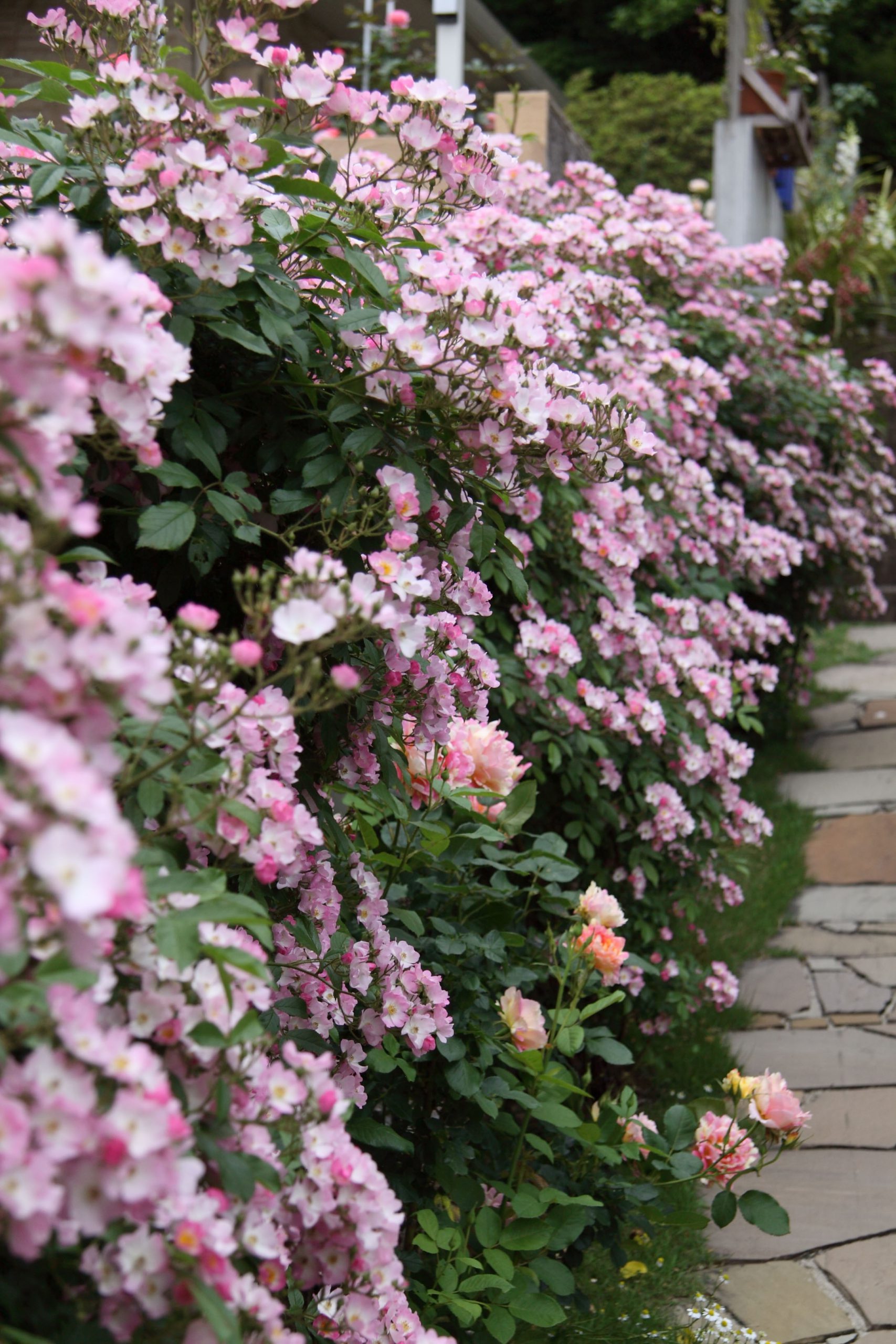 ピンクの四季咲き性のあるつるバラ バレリーナ ローズノート