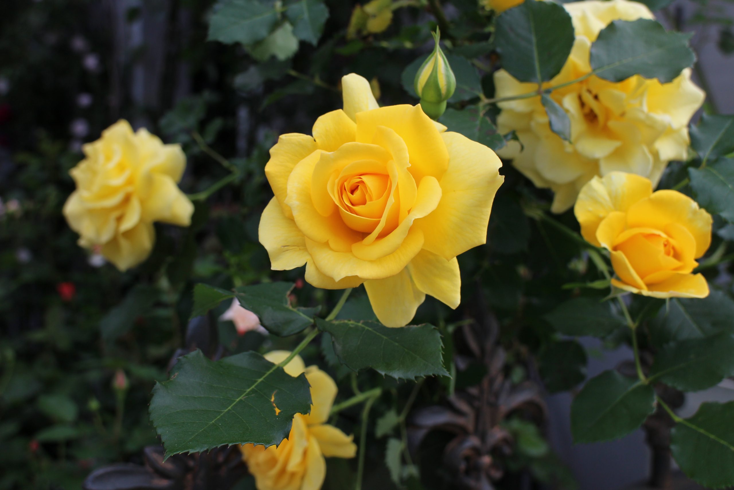 秋から始める黄色いつるバラ | ローズノート
