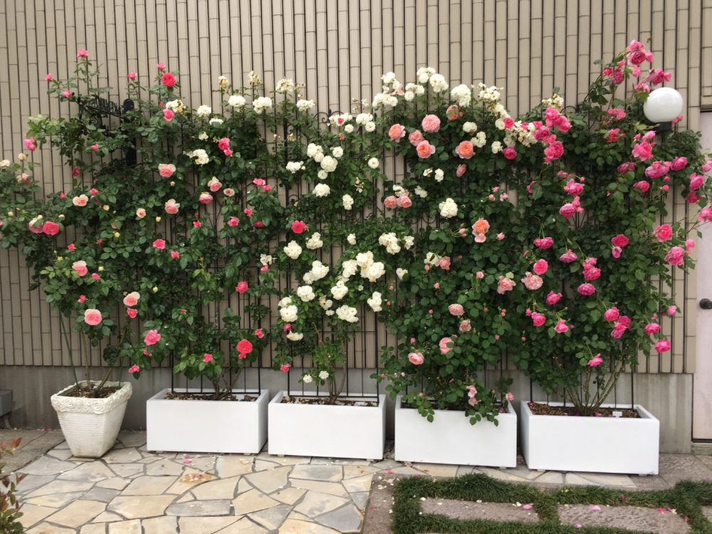 庭がなくてもできる 鉢とフェンスの組み合わせでつるバラを仕立てる ローズノート