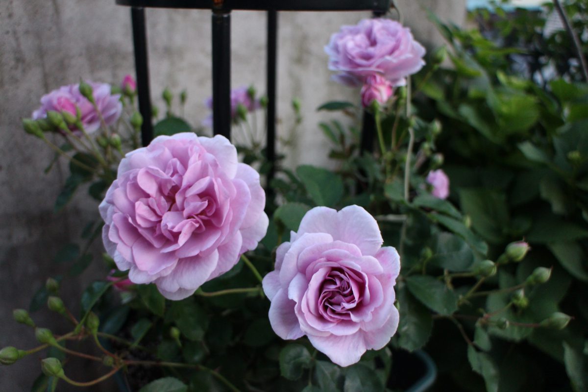 強い品種の紫のバラ お勧めのベスト5 | ローズノート