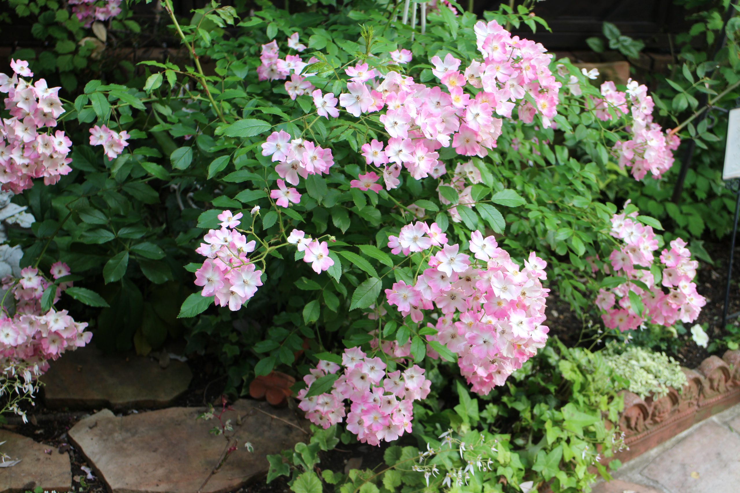 ピンクの四季咲き性のあるつるバラ バレリーナ ローズノート