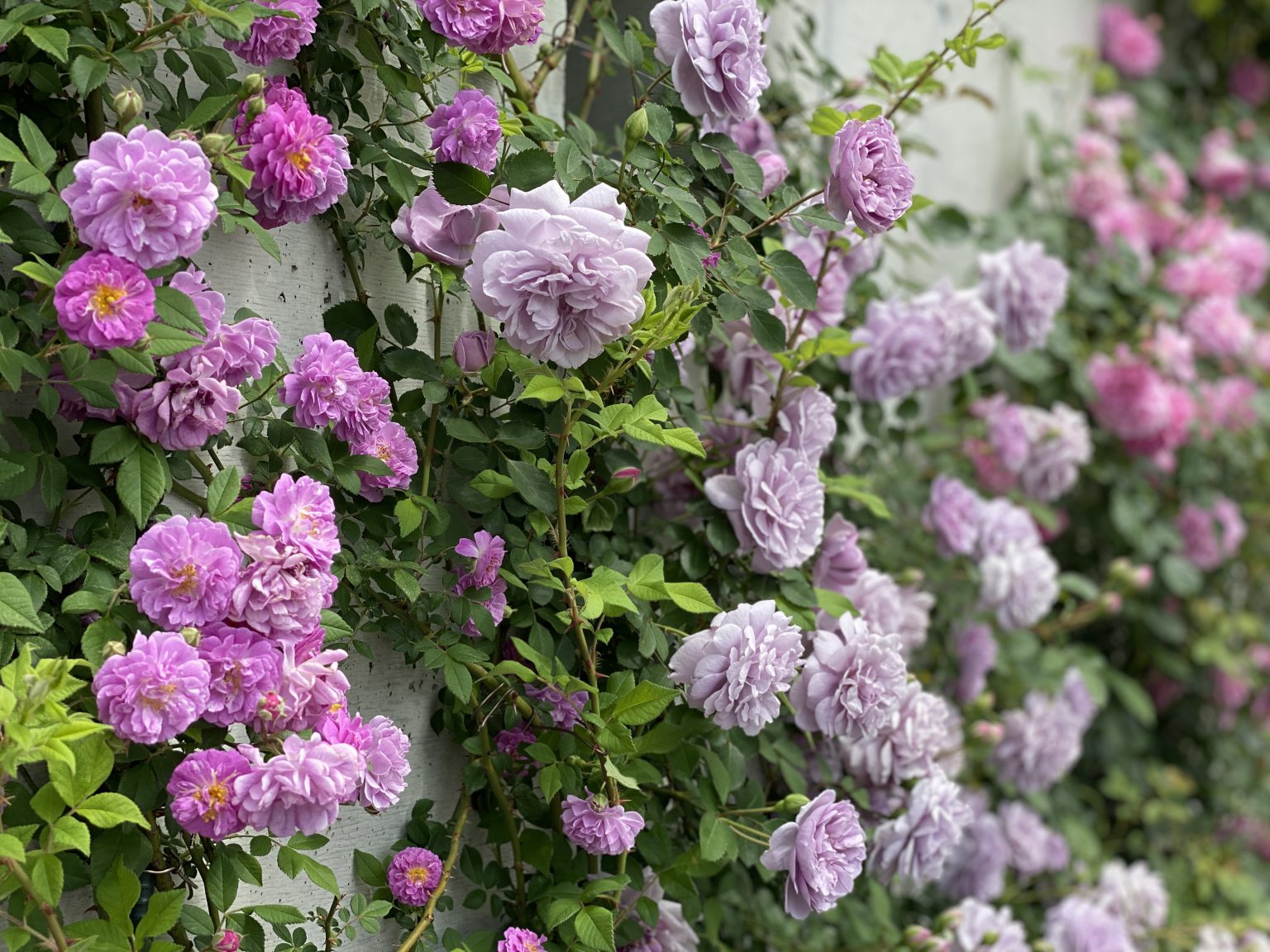 お庭にひとつは欲しい 育てやすい紫色のつるバラ品種 ローズノート