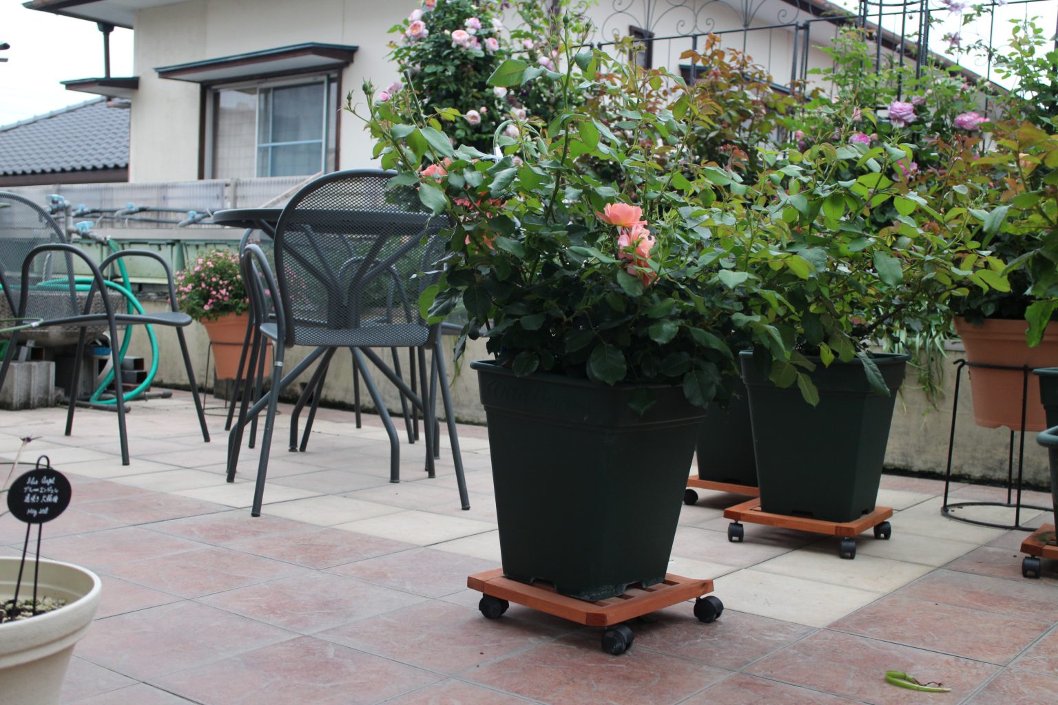 大きなバラの鉢植えの移動を簡単に キャスター付き鉢置き台のススメ ローズノート